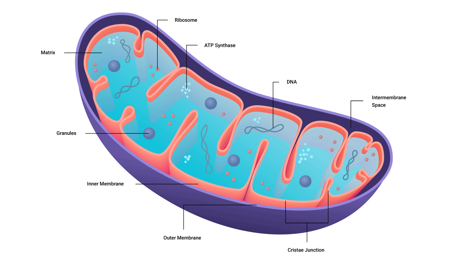 diagram of cell mitochondria