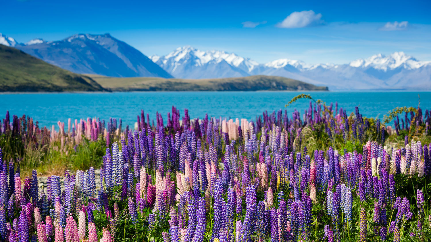 New Zealand's unique landscape