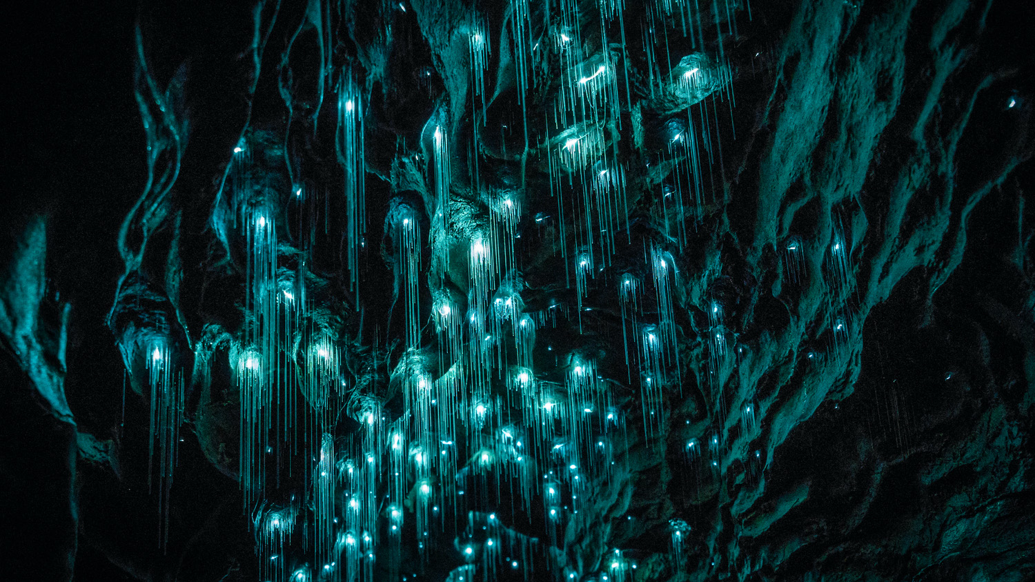 Waitomo Glowworm Caves, Waikato, New Zealand