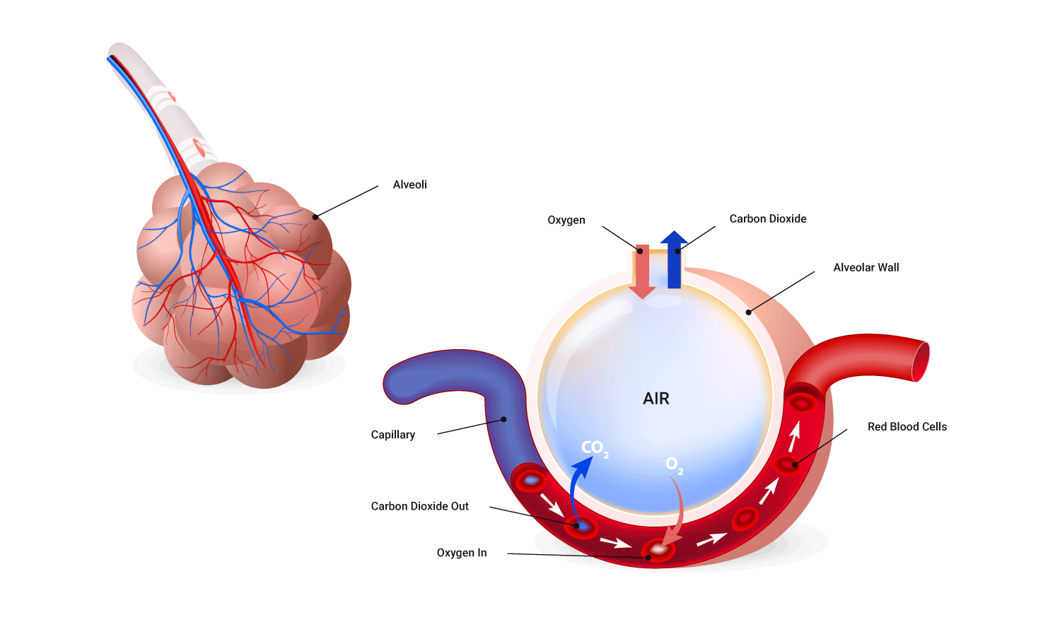 Image overviewing gas exchange in alveoli