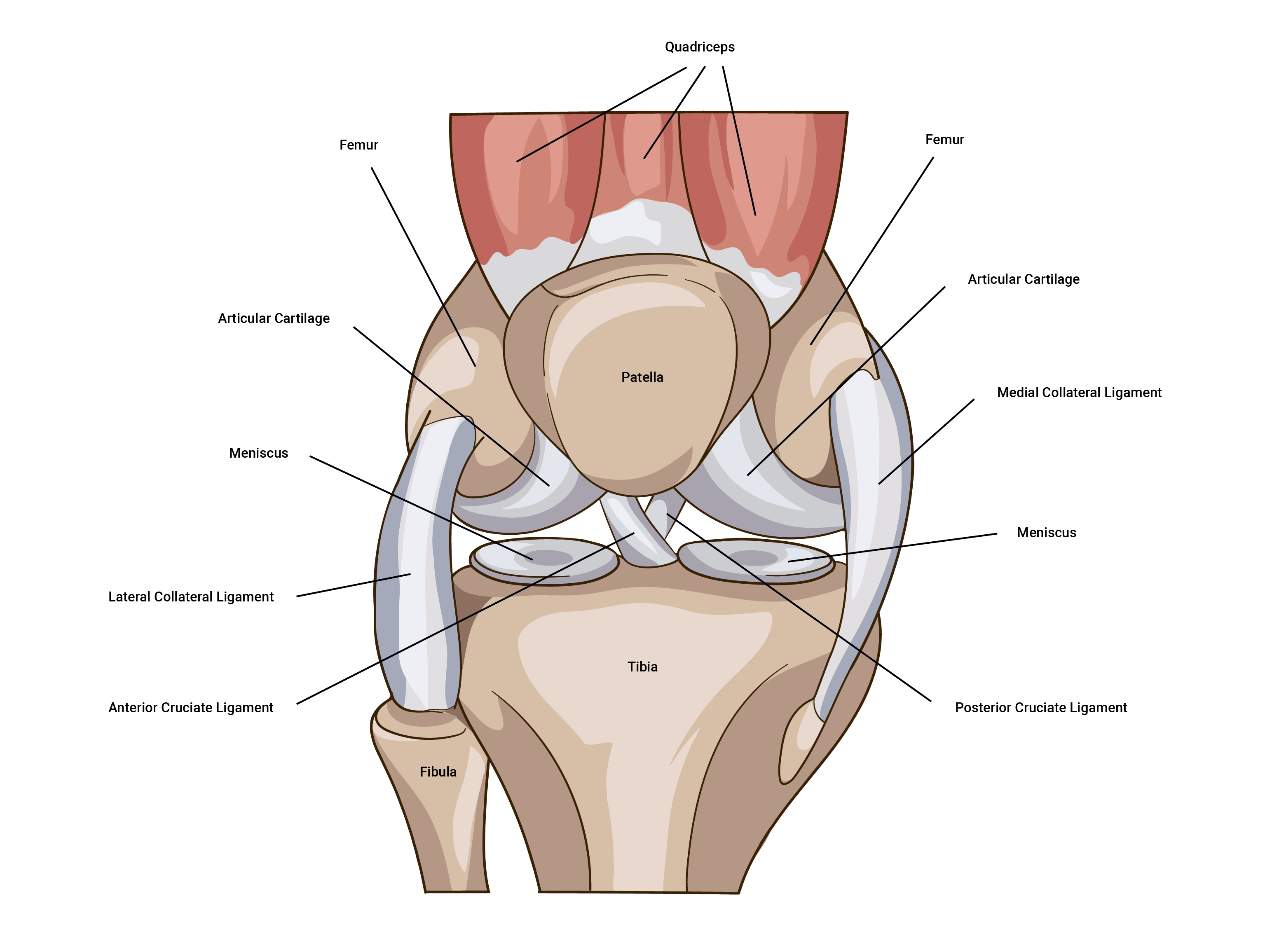 labelled diagram of human knee
