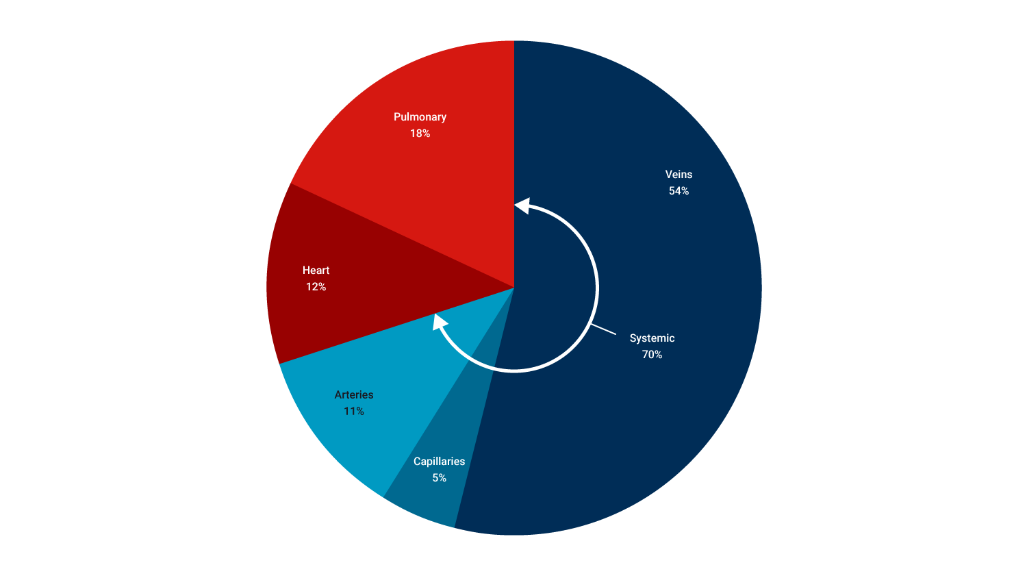pie chart of blood distribution at rest