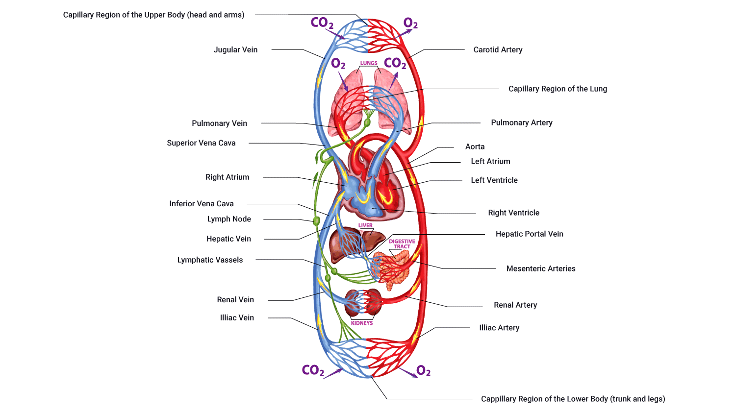 Image showing circuits of cardiovascular system