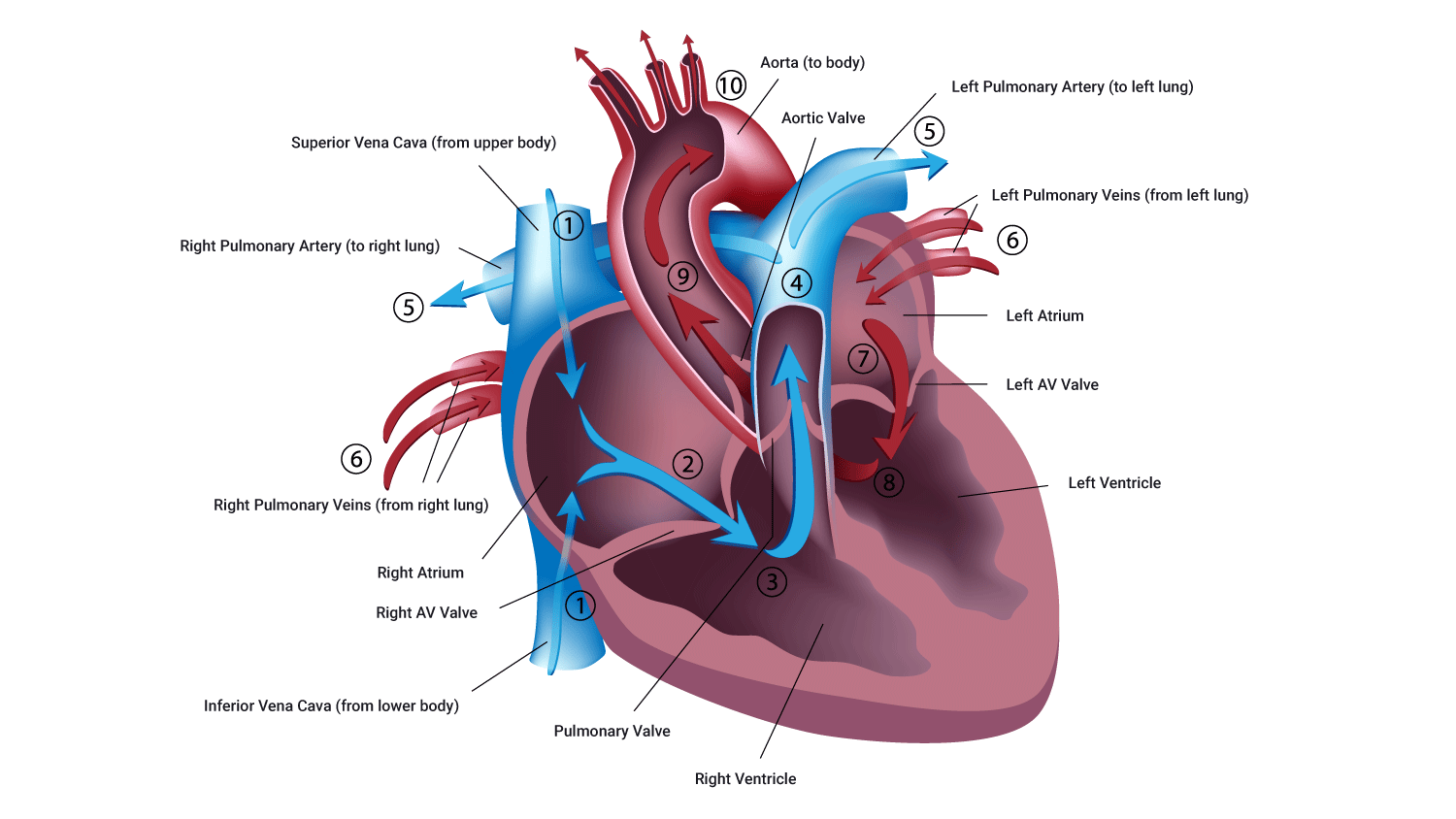 Image showing direction of pathway of blood through the heart