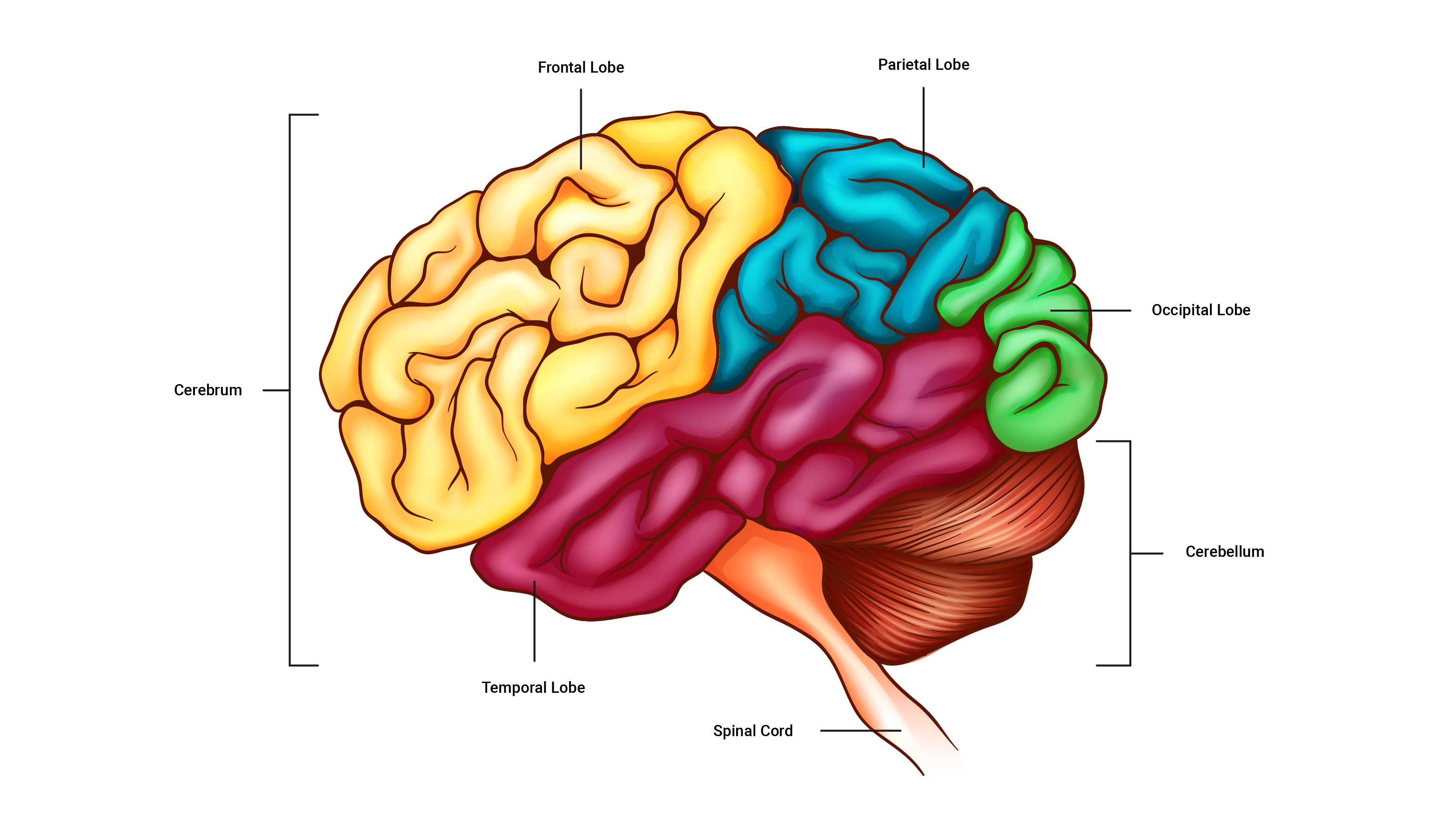 diagram of brain regions with labels