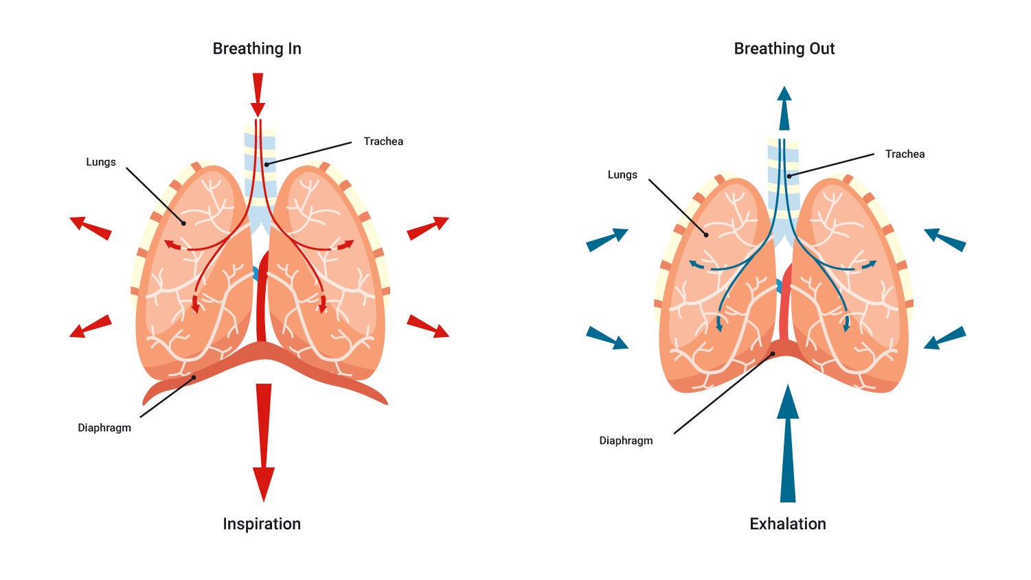 Image showing inhale and exhale movement
