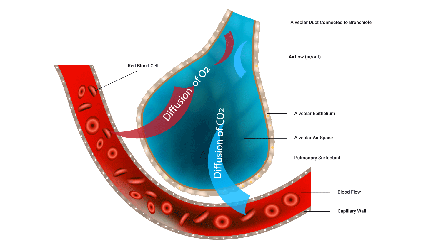 Image showing gas exchange between alveoli and blood