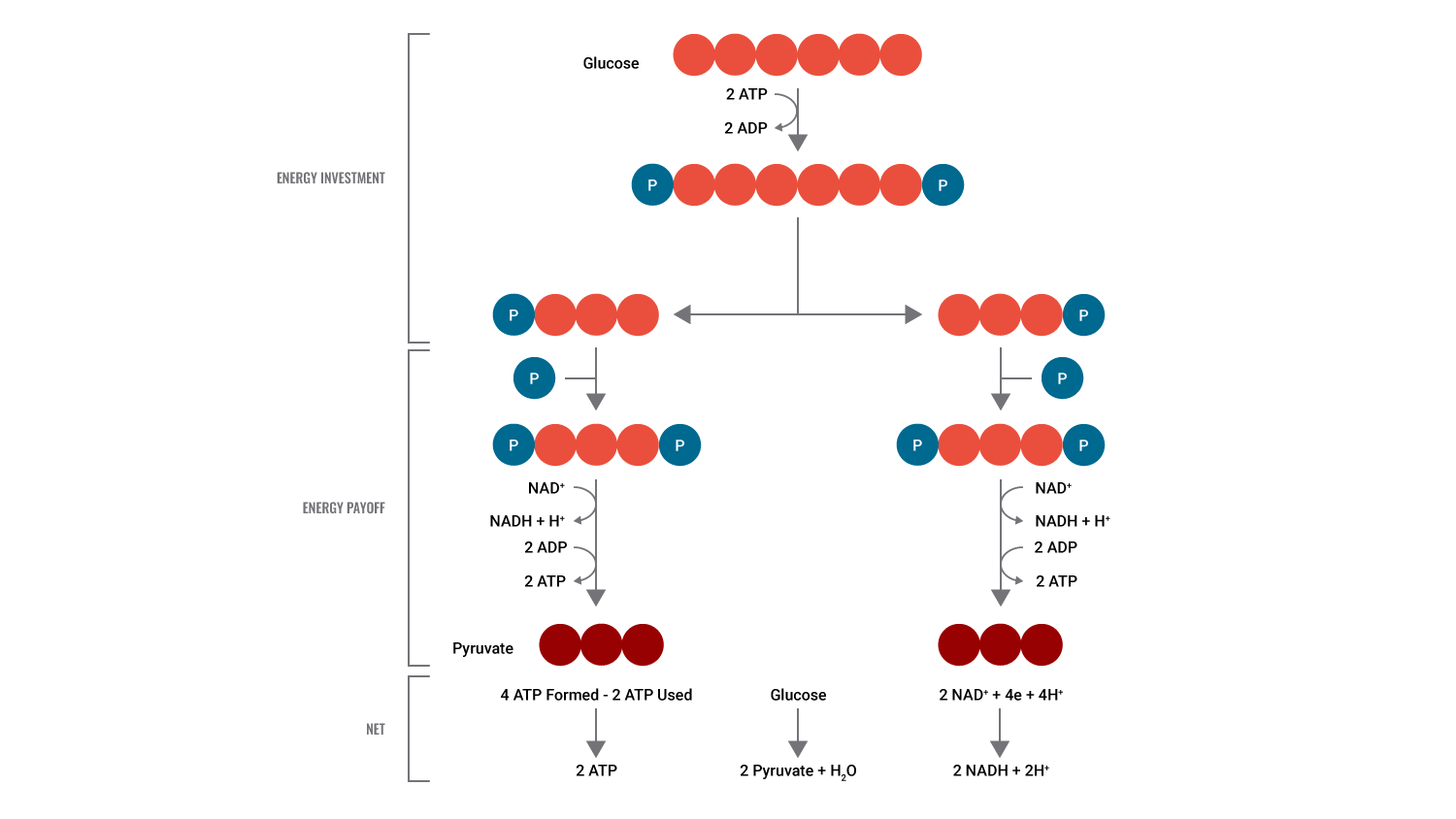 diagram of glycolysis