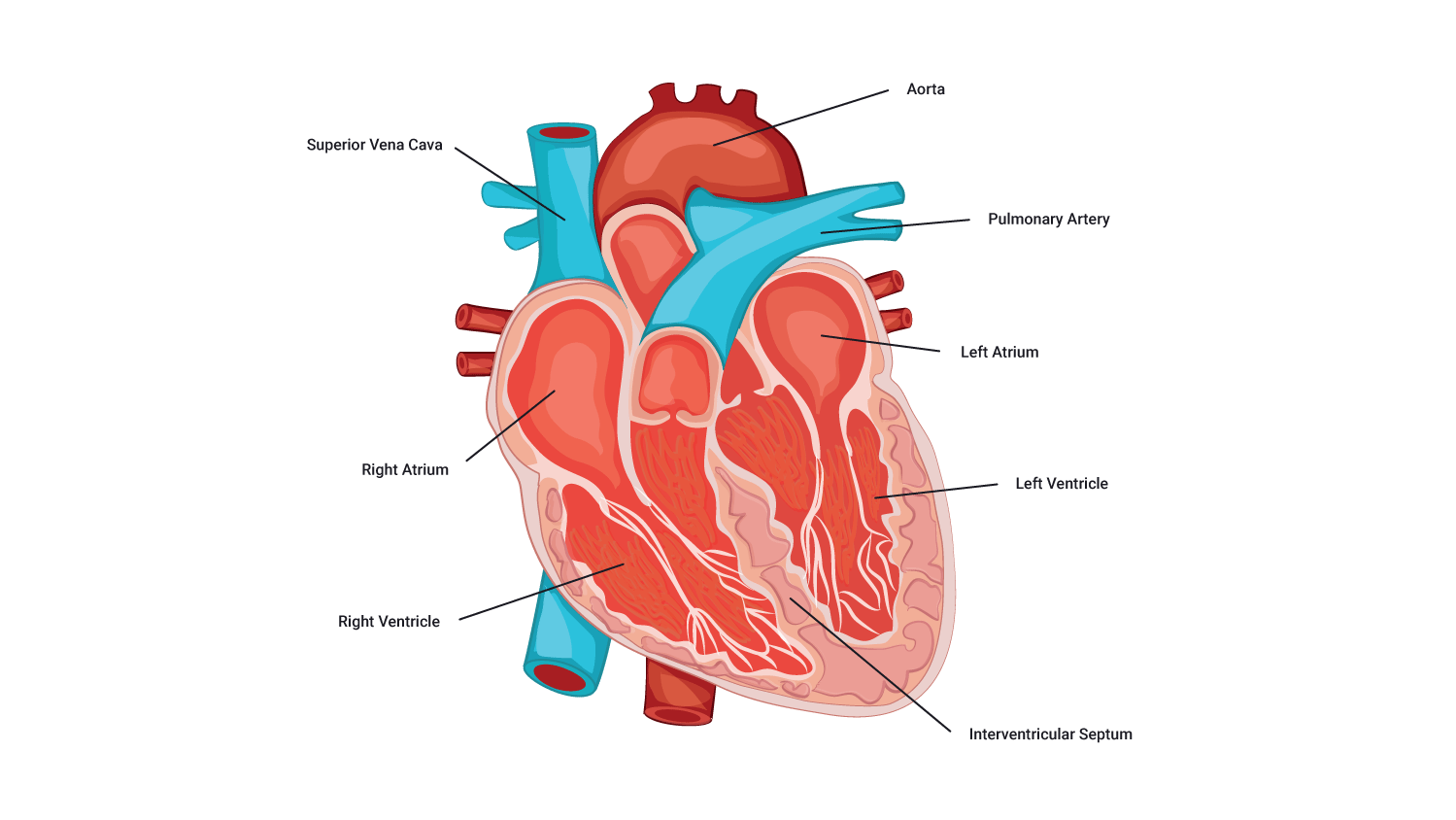 digram of heart anatomy