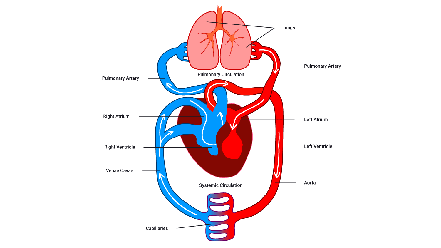 Image showing pulmonary and systemic circuit