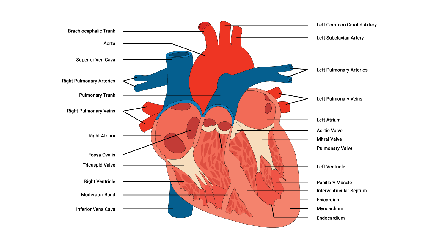 diagram of heart muscle anatomy