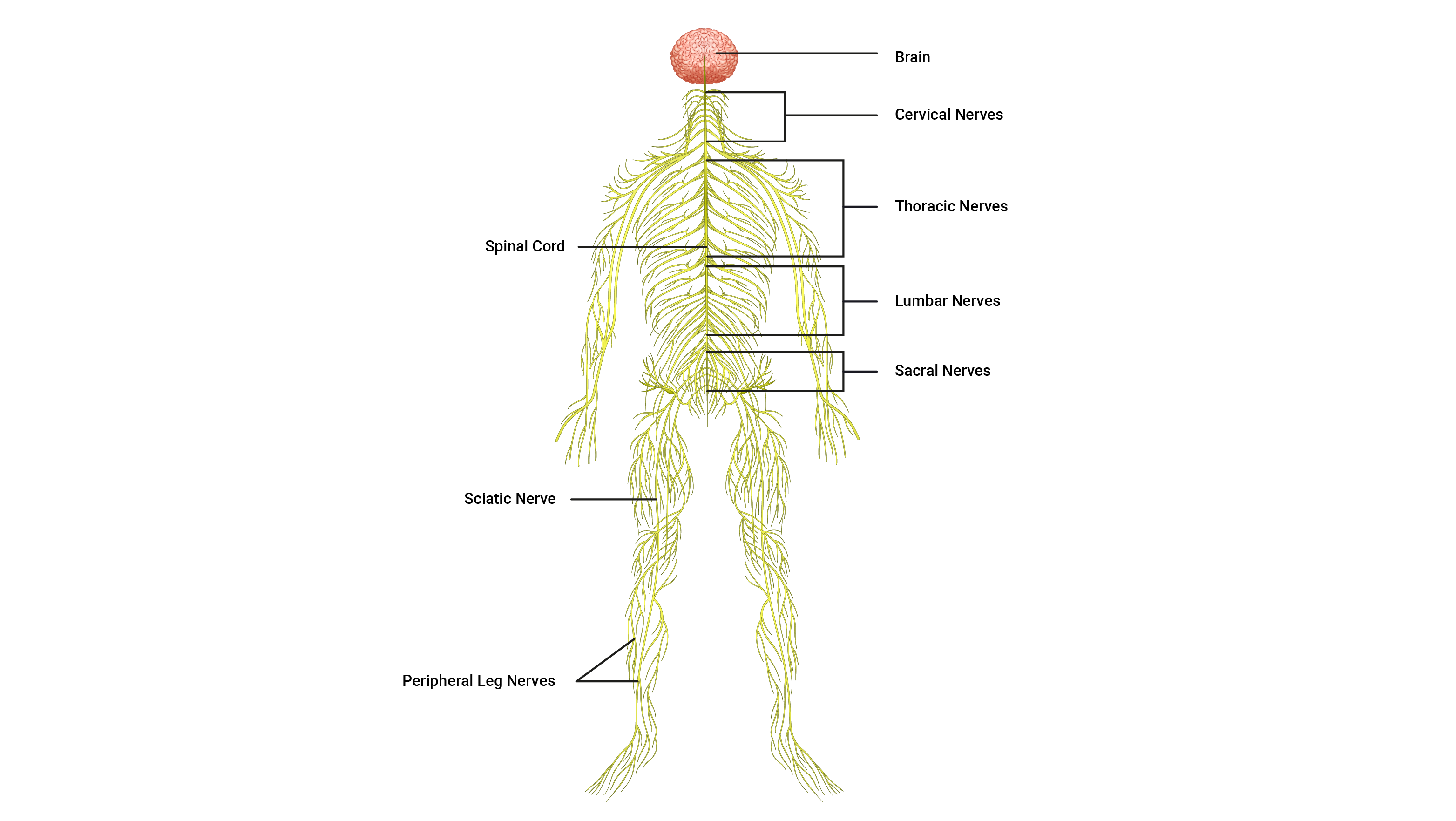 diagram of human nervous system