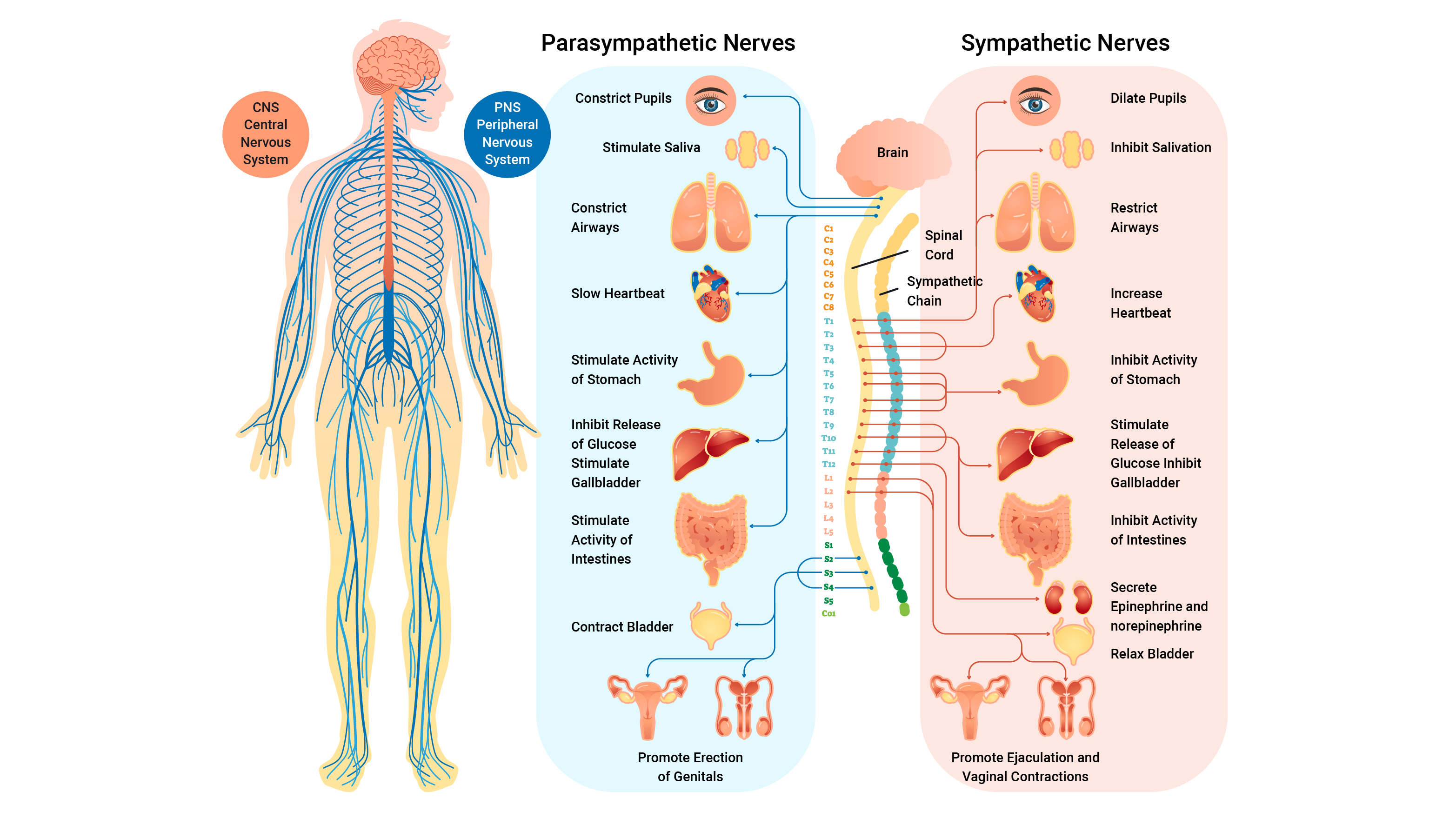 human nervous system showing sympathetic and parasympathetic systems