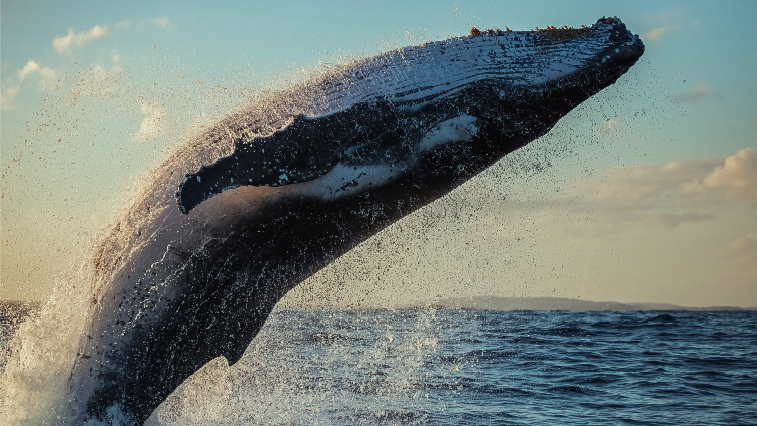 Humpback whale close up, breaching at sunset