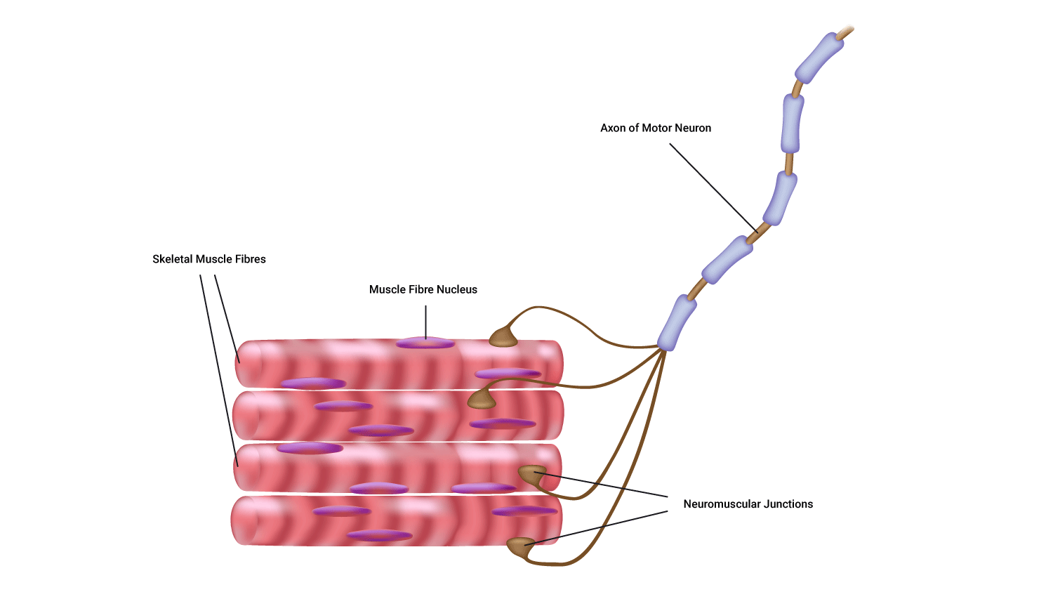 diagram of skeletal muscle innervation