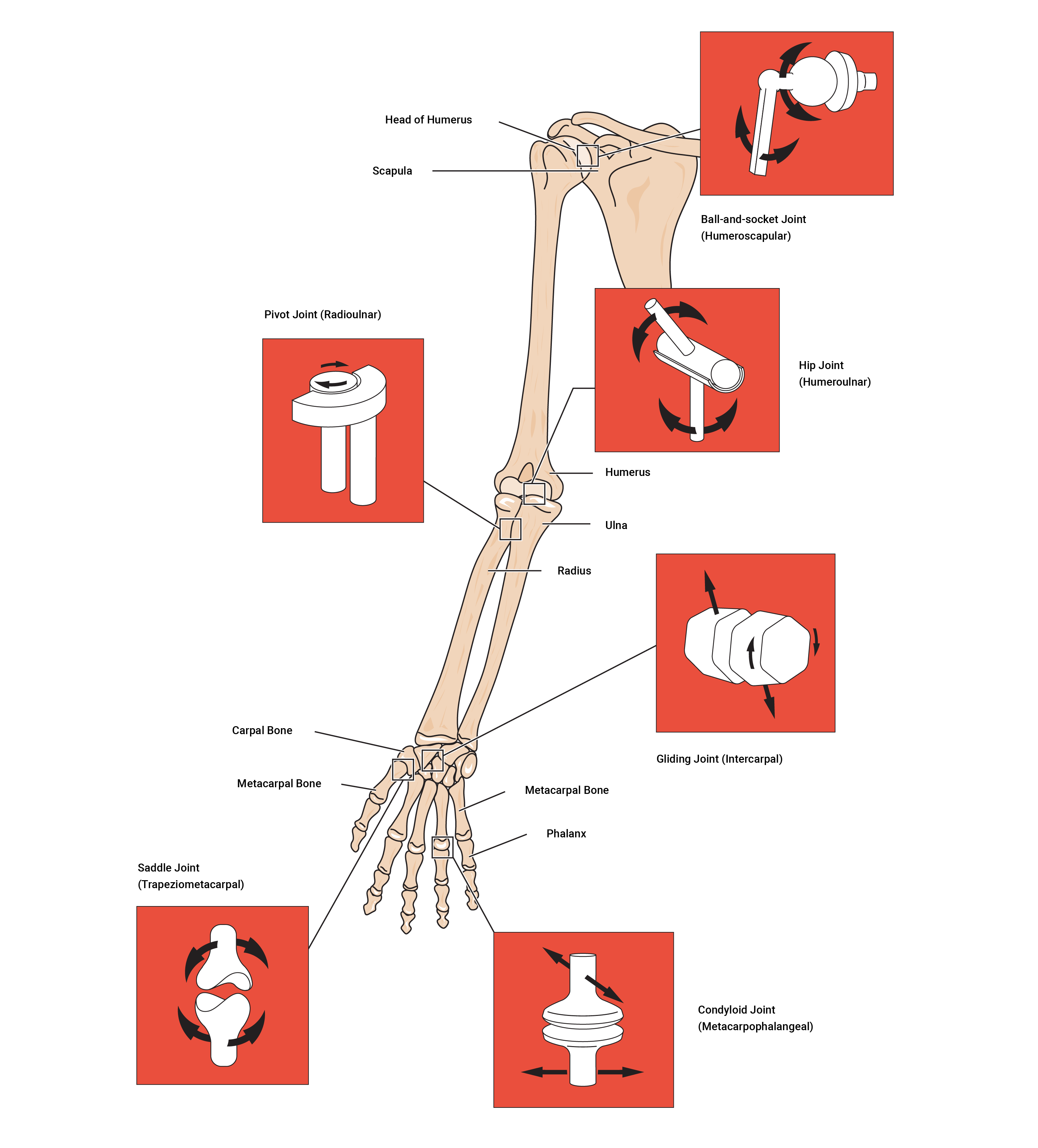 joint types of the human body