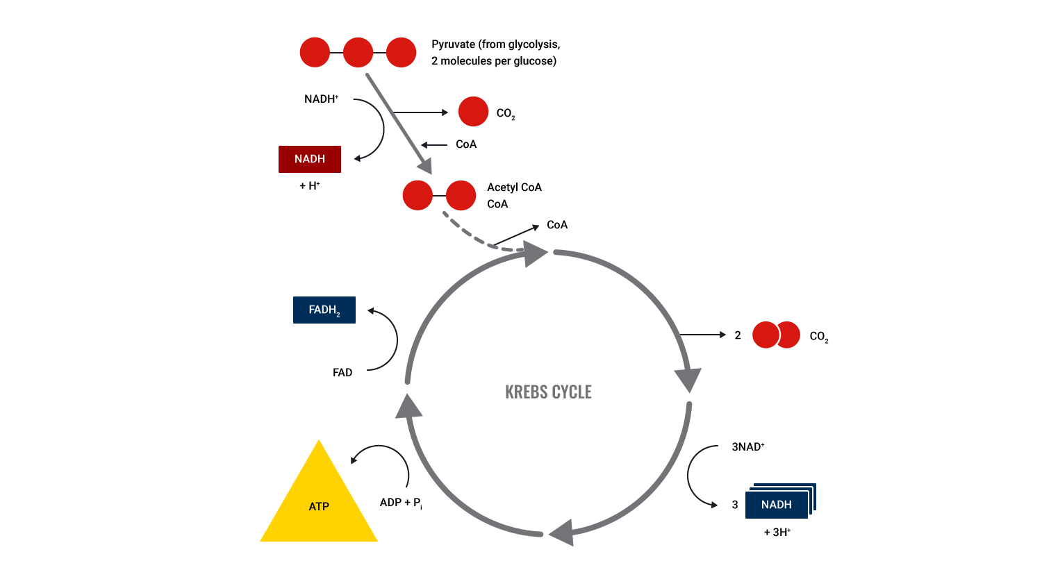 diagram of Krebs cycle