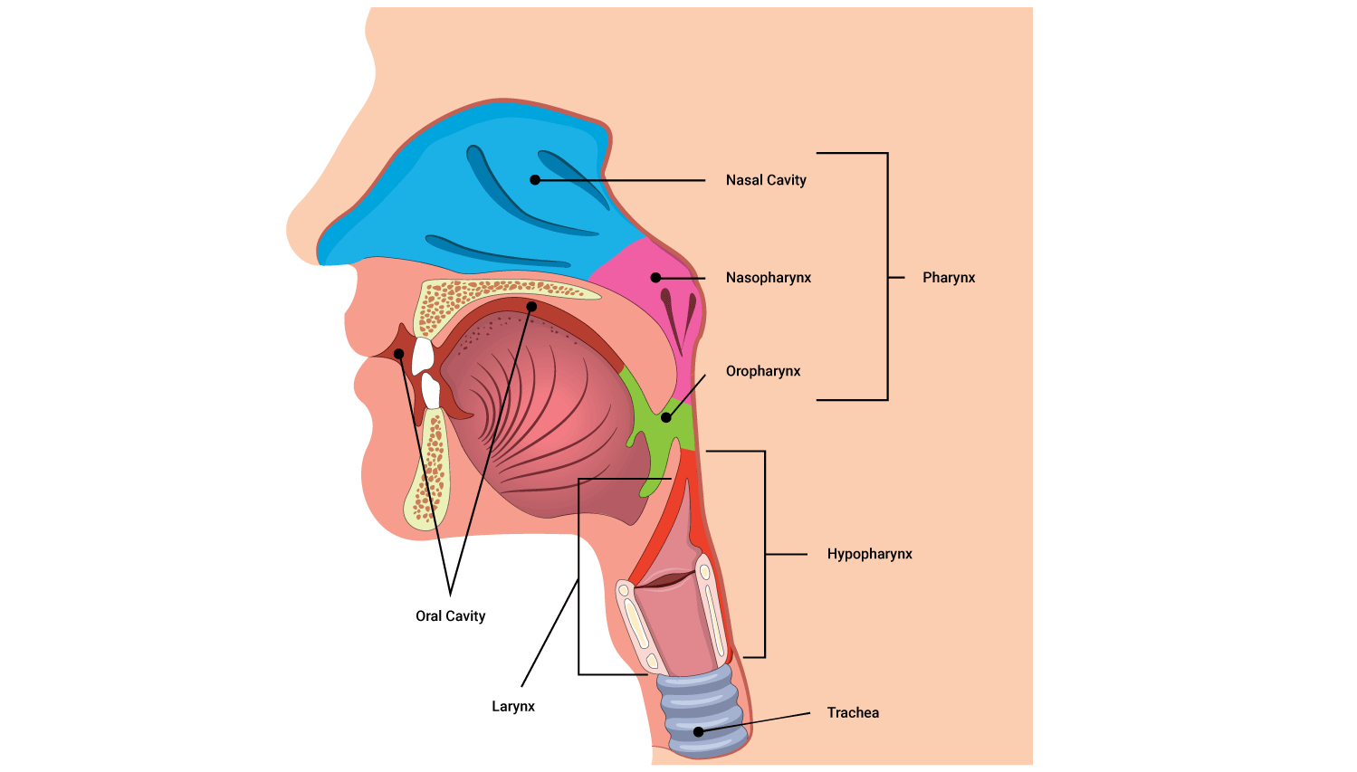 diagram of larynx and pharynx