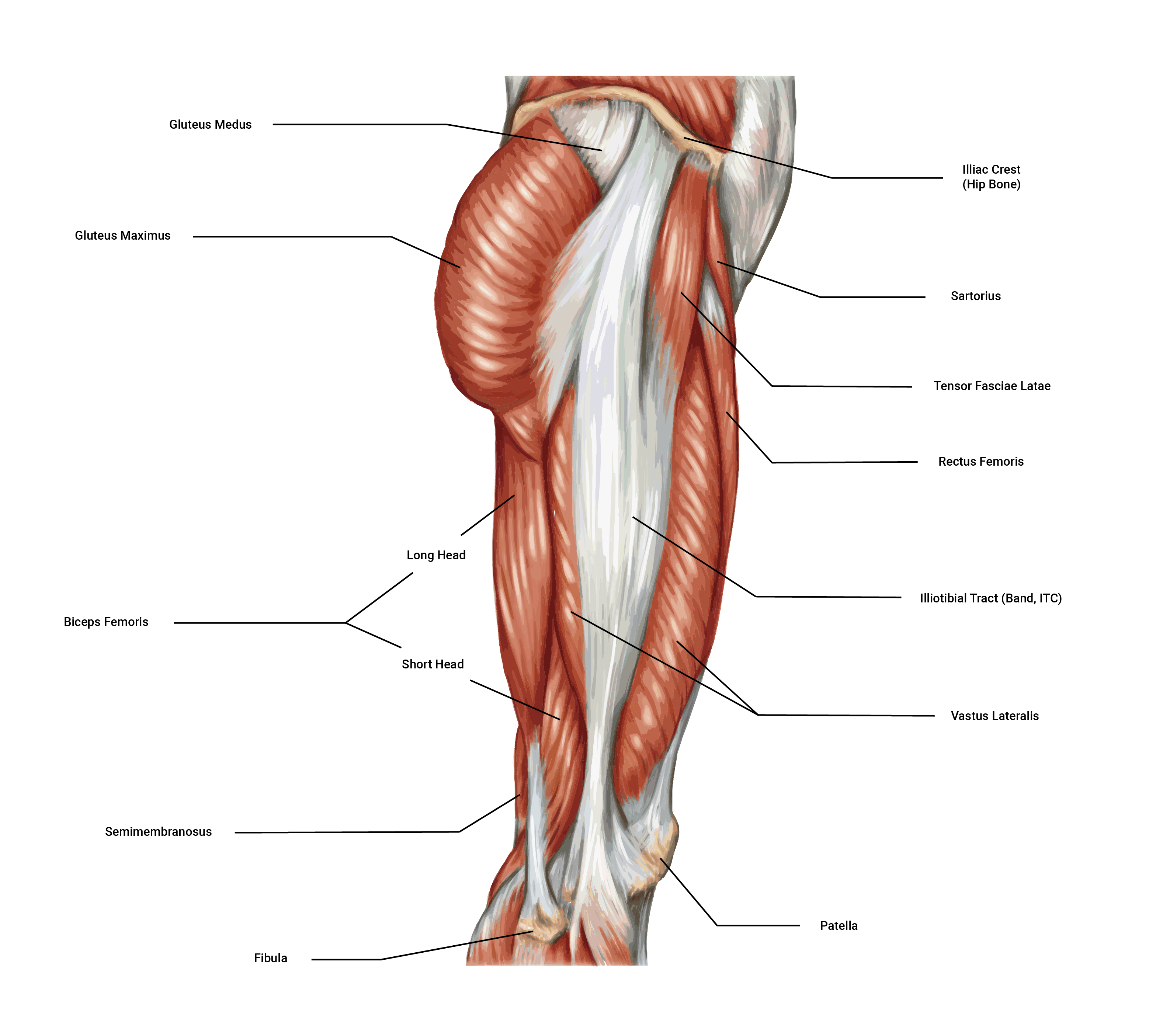 diagram of human leg muscles