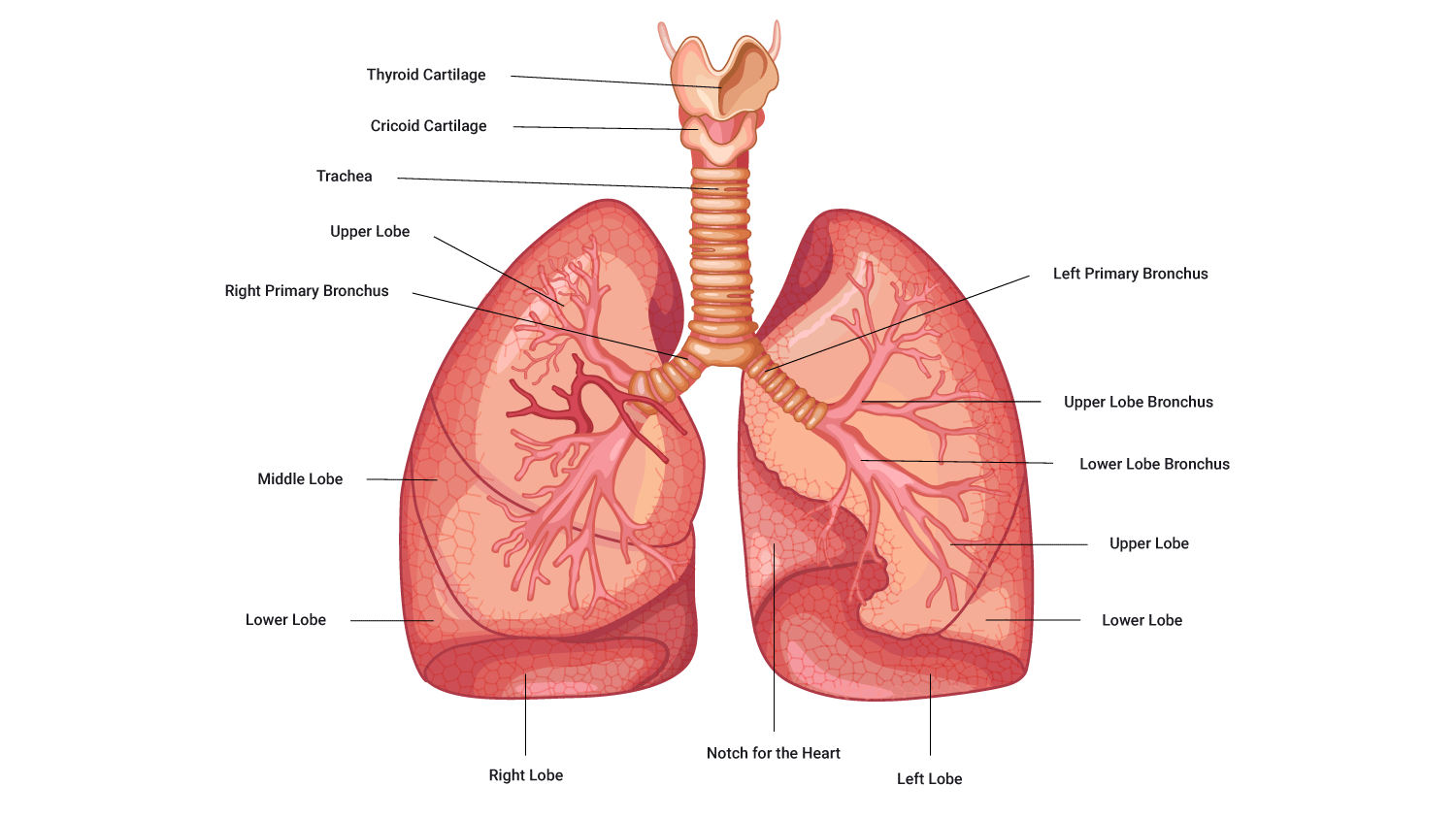 Image showing anatomy of human lungs