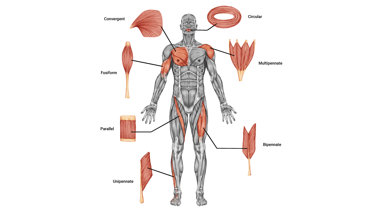 diagram of muscle types in the human body