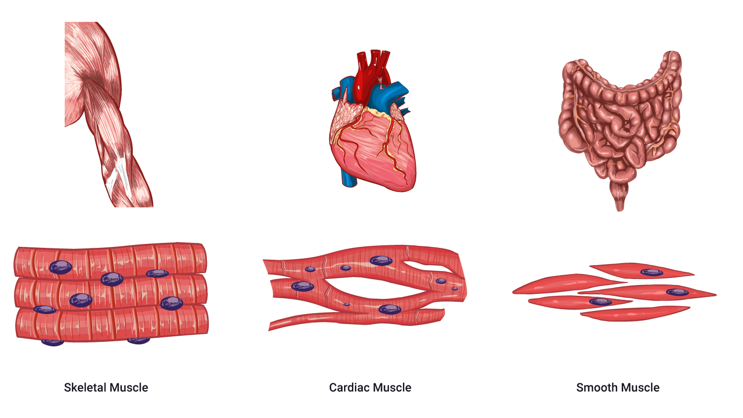 diagram of human muscle types