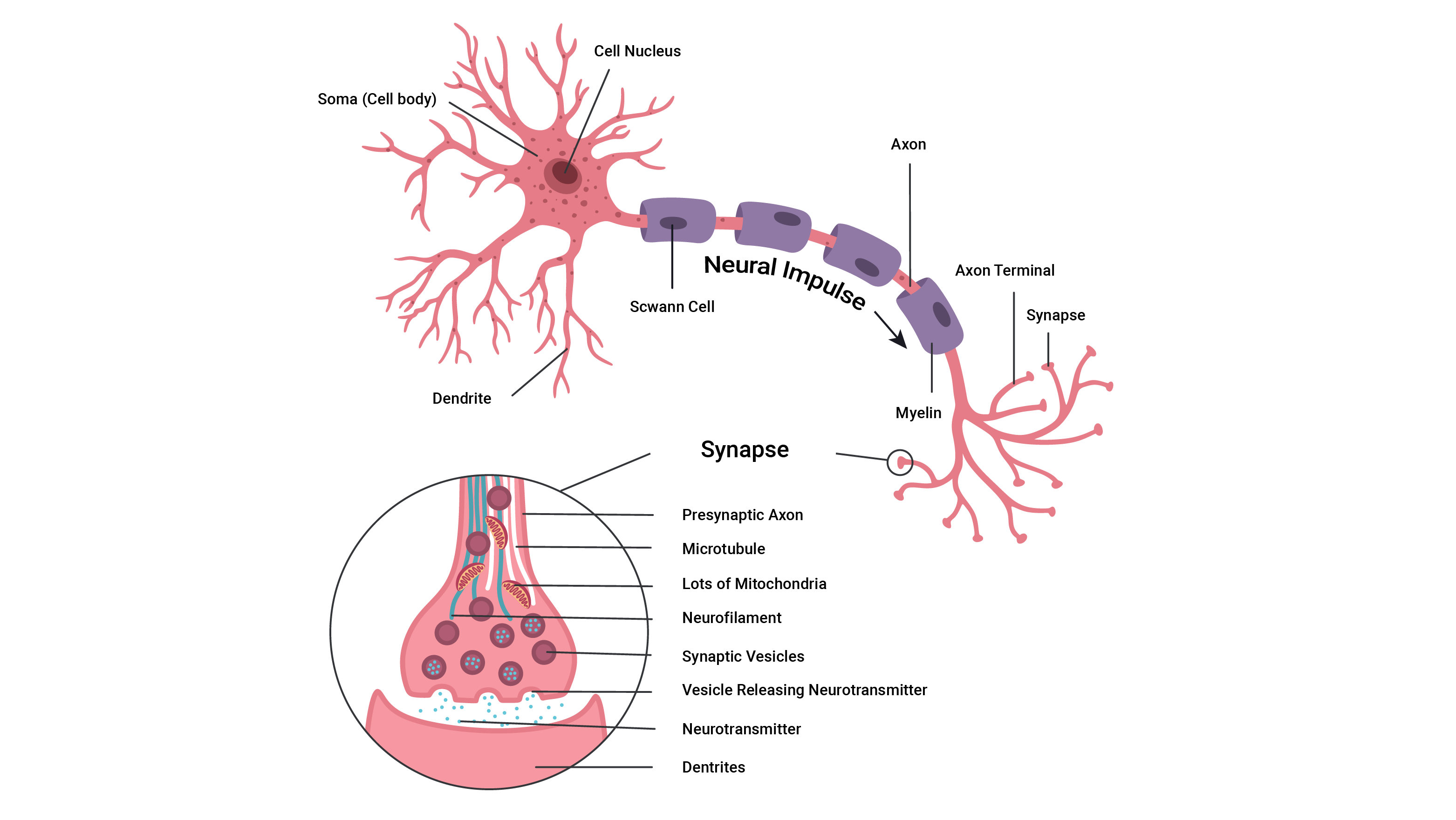 diagram of neuron anatomy