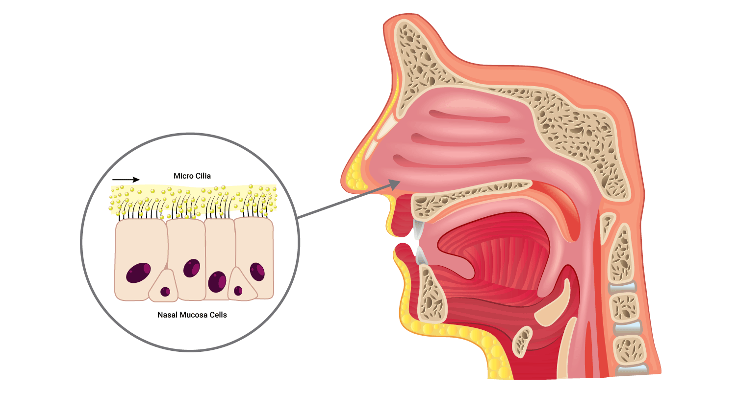Image of cross section of oral and nasal cavity