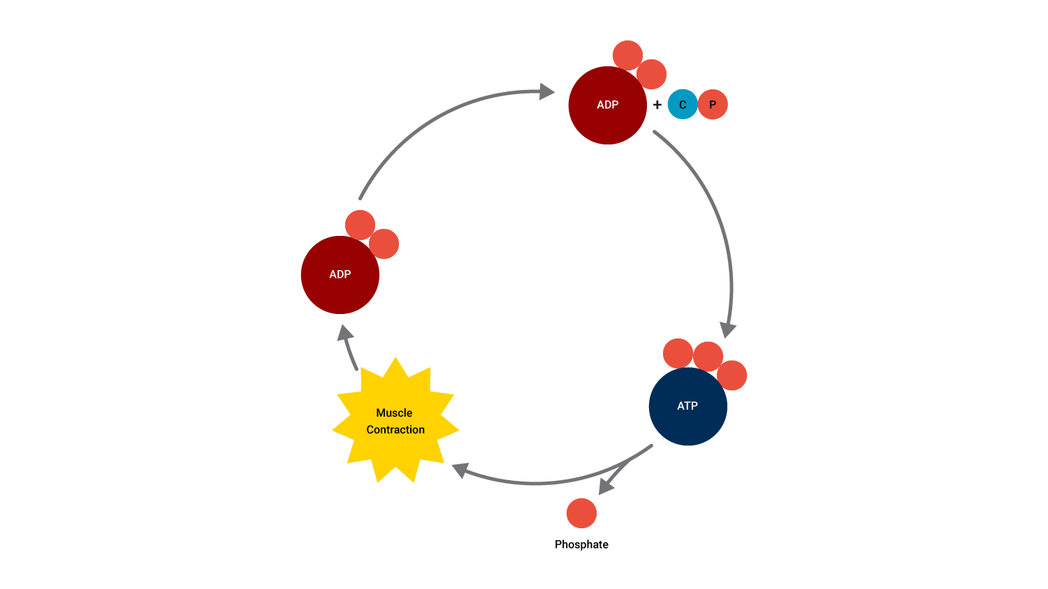 diagram of phosphocreatine