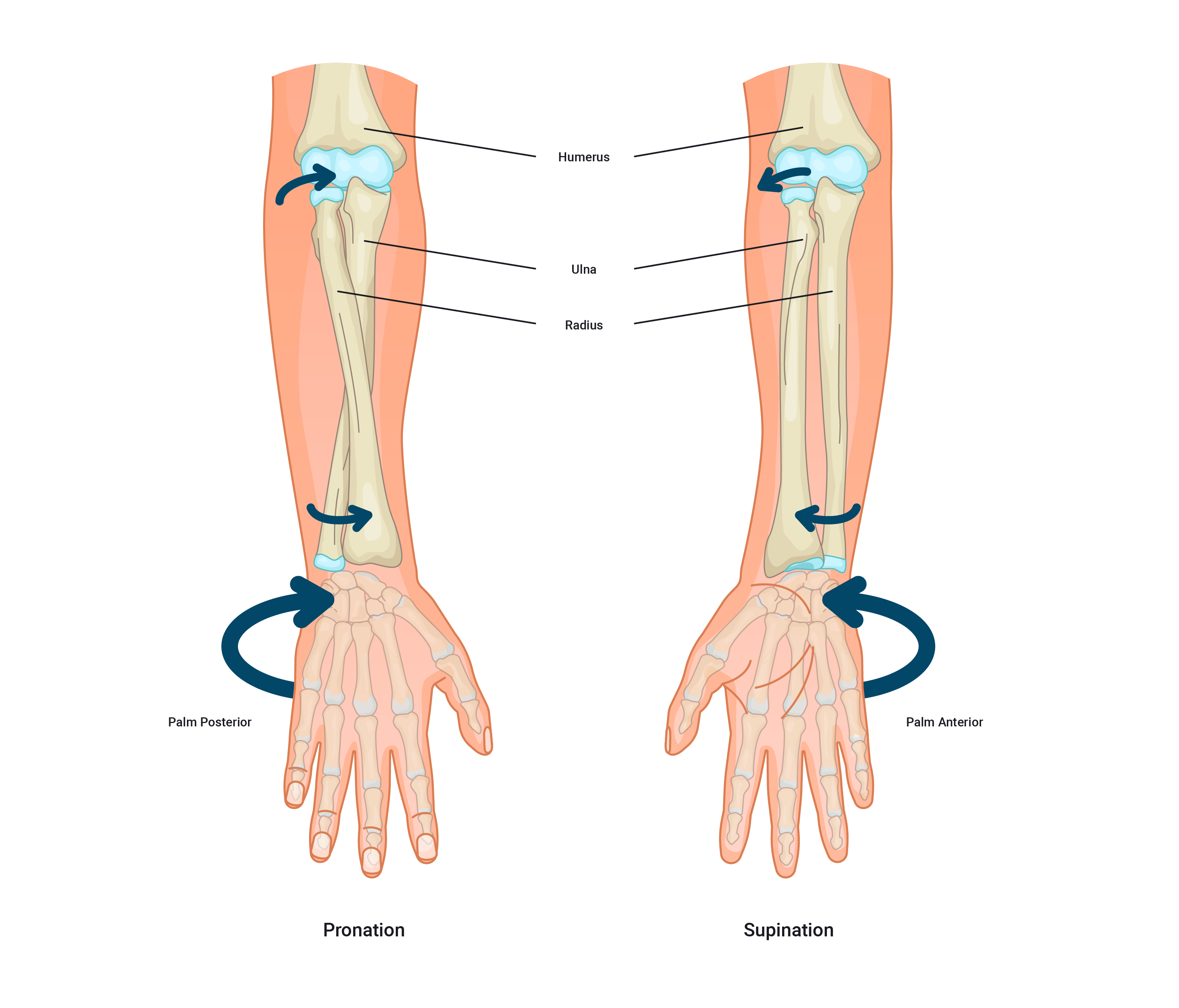 pronation and supination of the arm