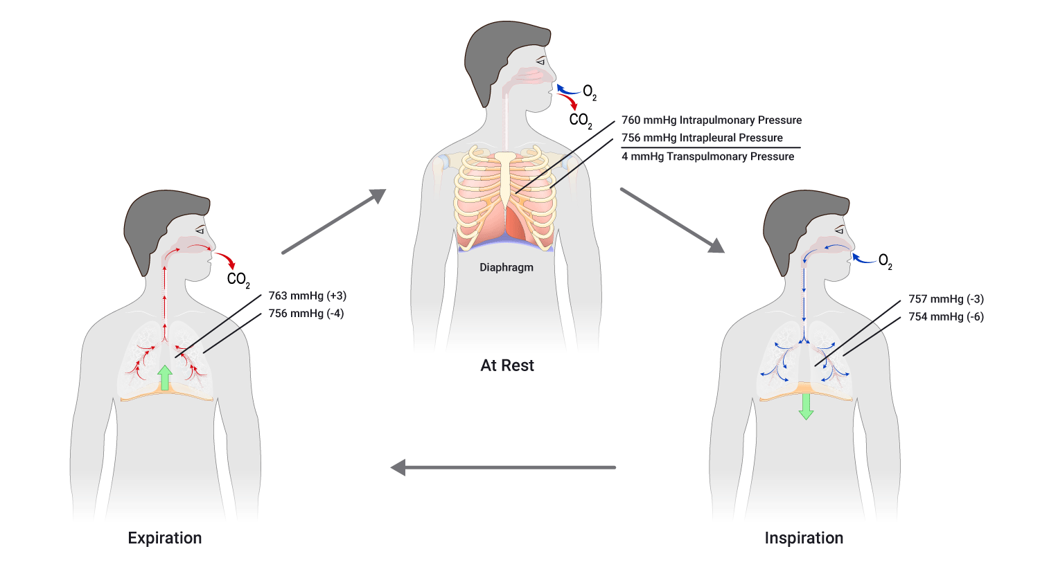 diagram of respiratory pressure cycle