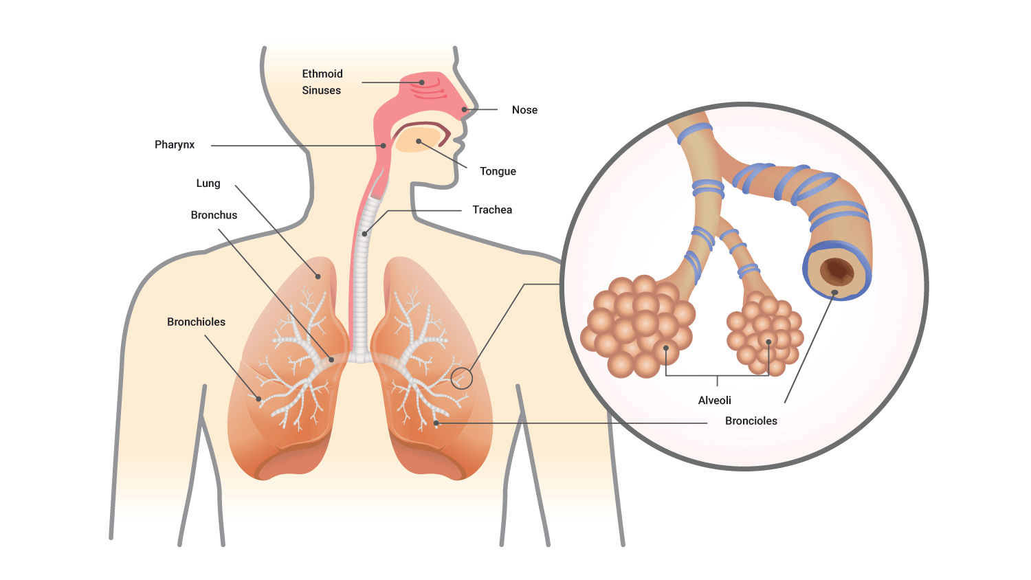 Image showing respiratory system, highlighting alveoli
