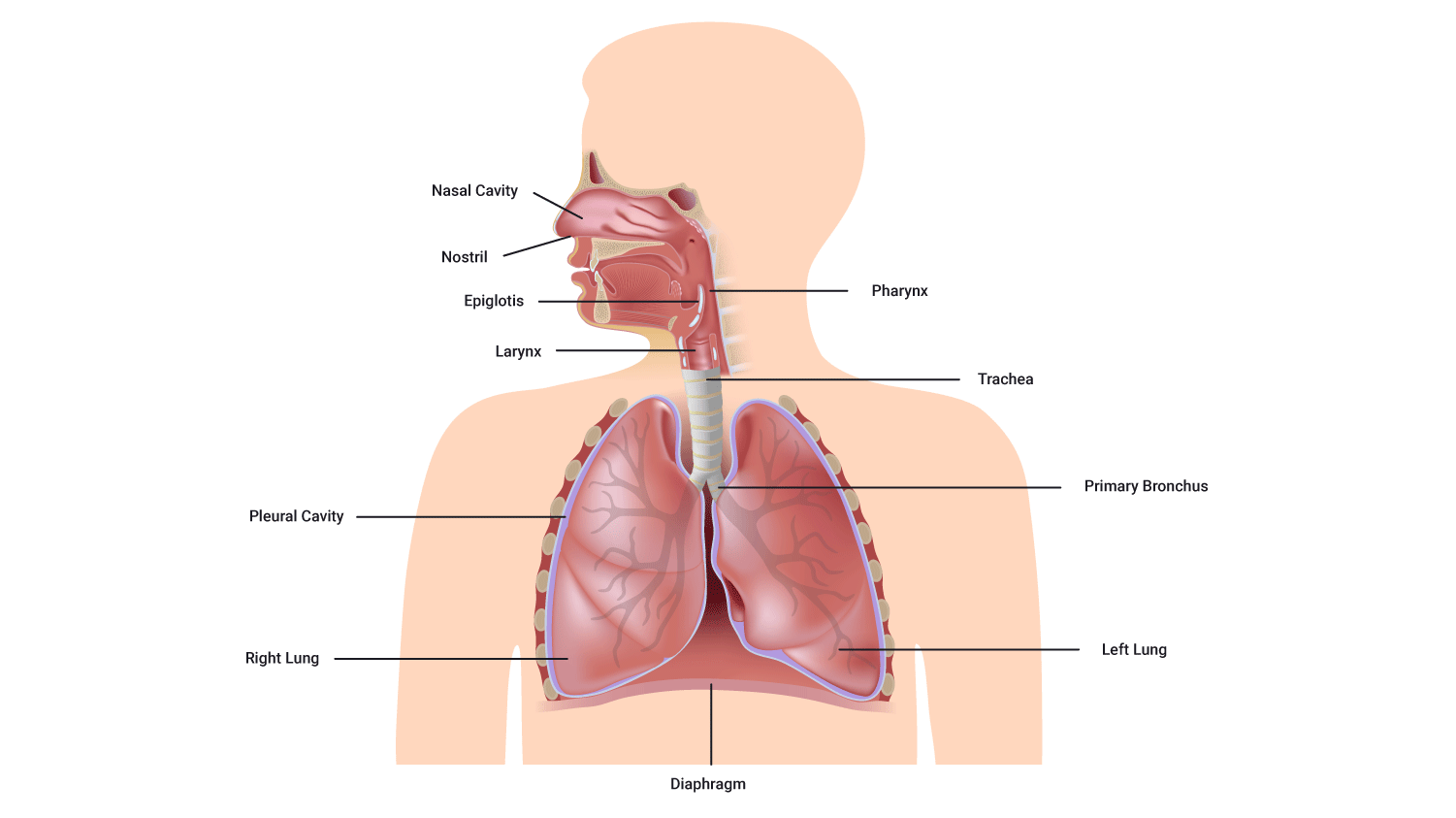 Image showing components of respiratory system