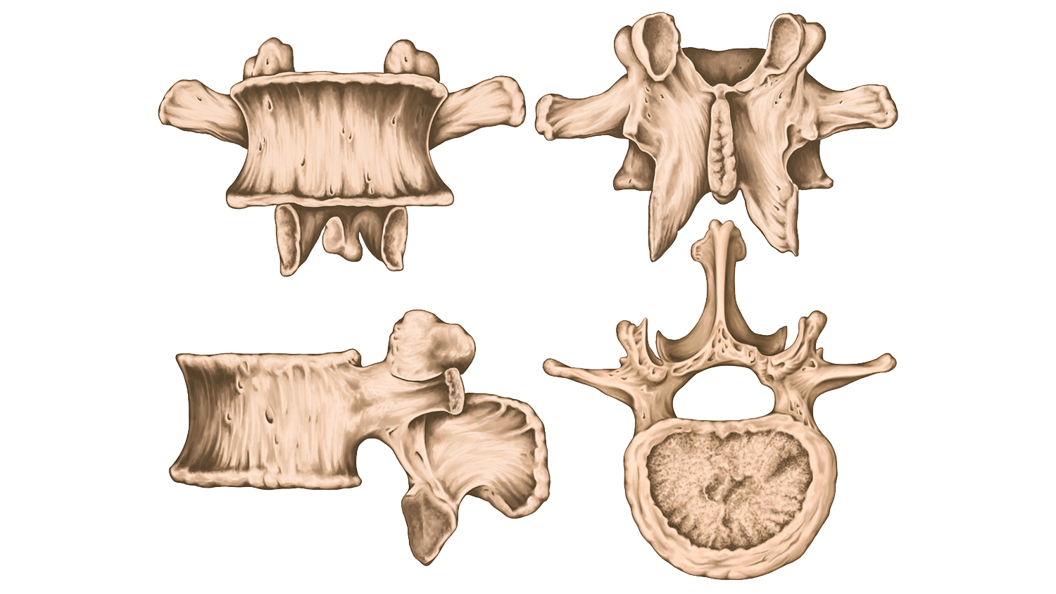 image of short bones