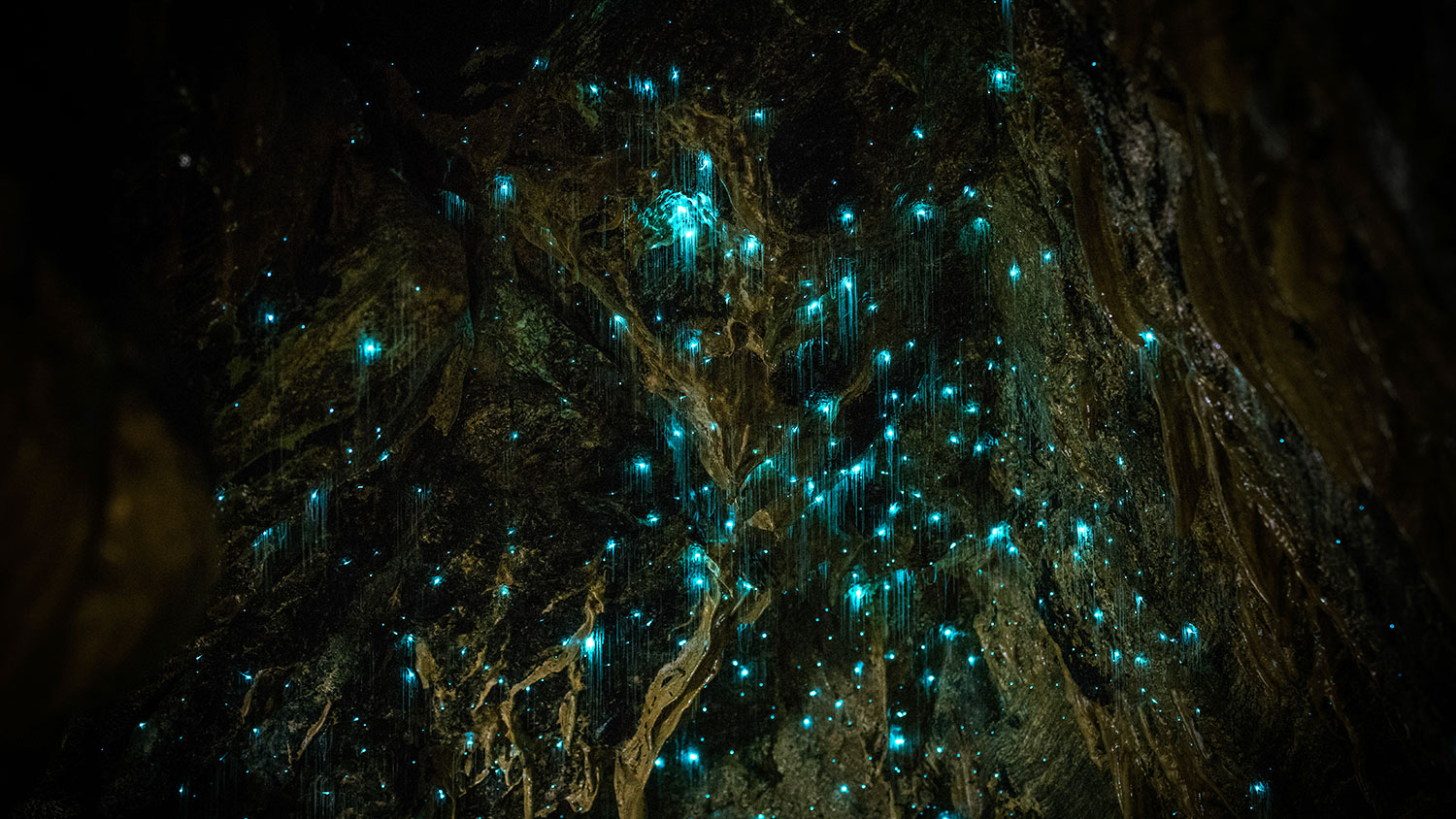 Waitomo Glowworm Caves, Waikato, New Zealand