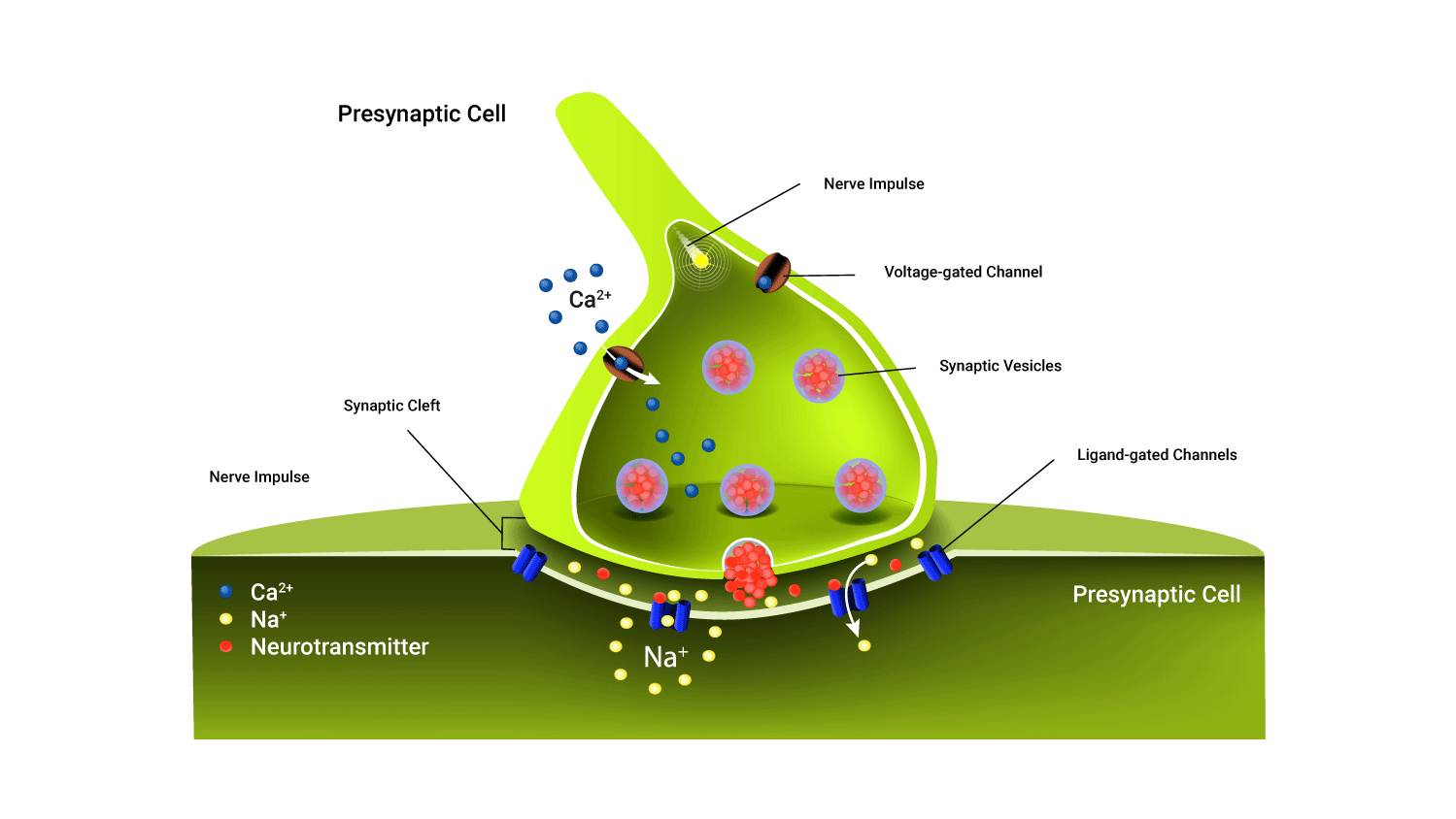 diagram of transmission of a chemical synapse