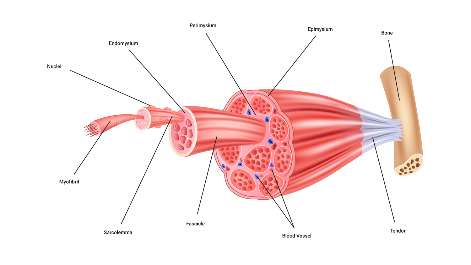 diagram of skeletal muscle structure