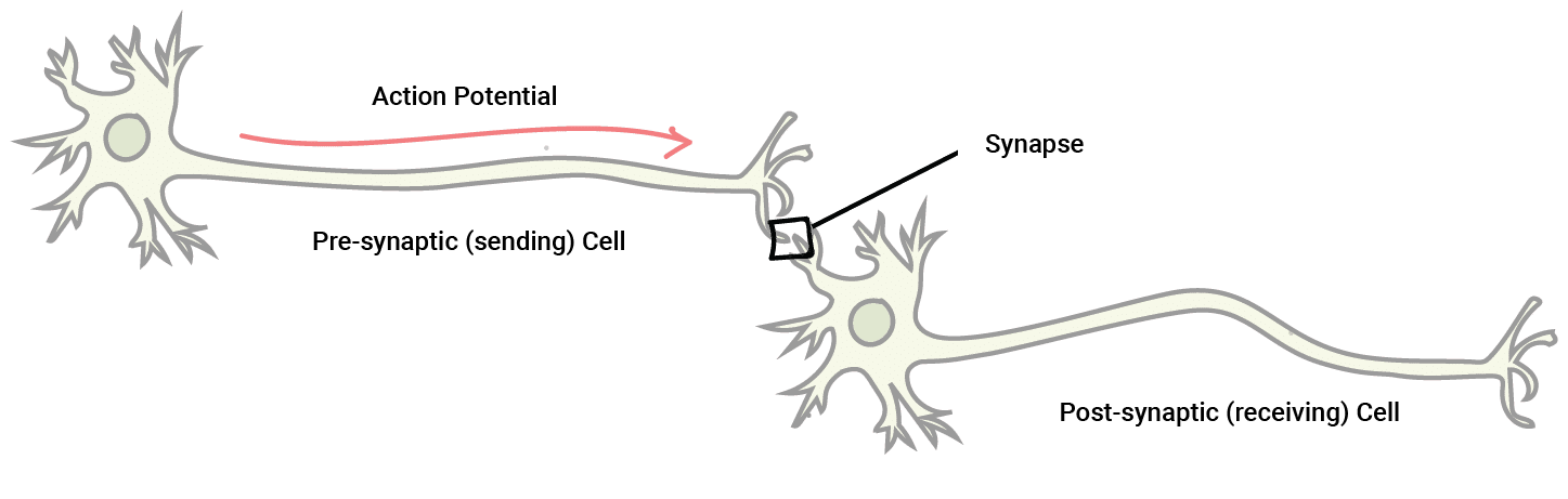 structure and function of a synapse