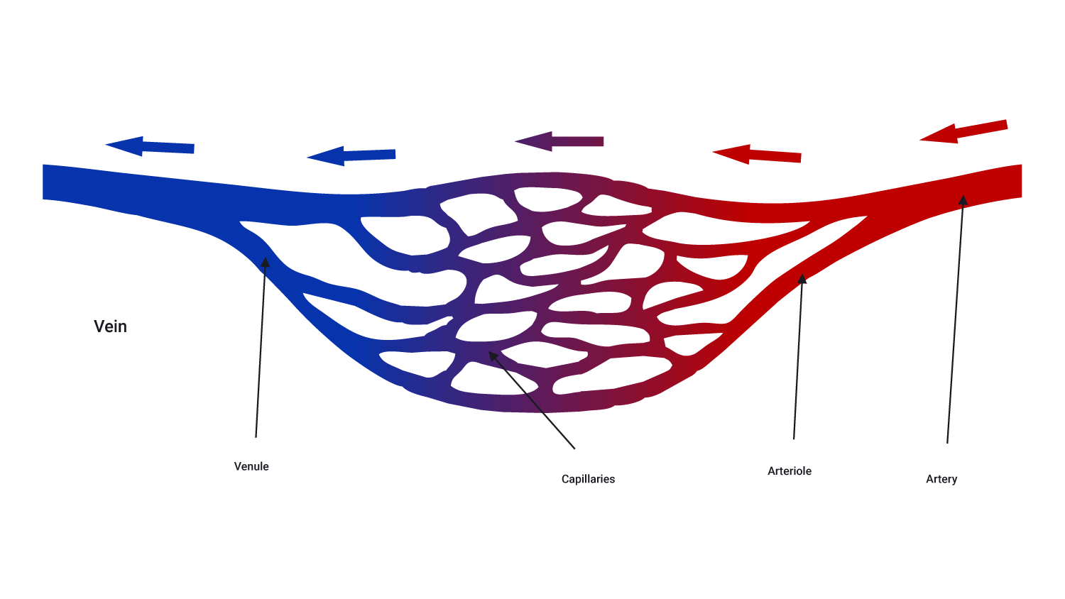diagram of vein