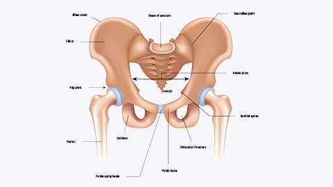 anatomy of pelvis