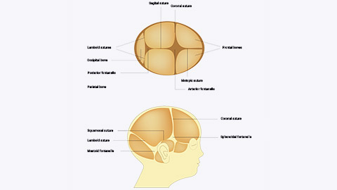 development of infant skull