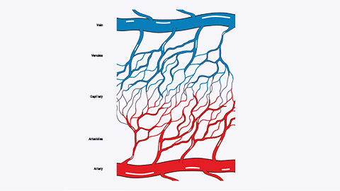 diagram of arterioles