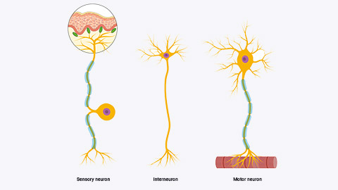 3 types of neurons