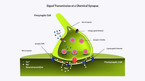 Diagram of signal transmission at a chemical synapse