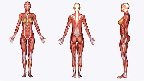 female human anatomy