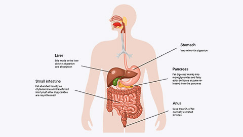 The process of digestion of fat