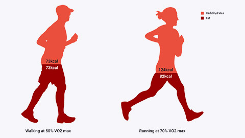 Comparison diagram of fats v carbohydrate usage during exercise