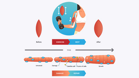 Diagram showing muscles repair themselves