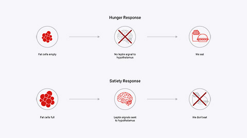Diagram showing hunger and satiety responses