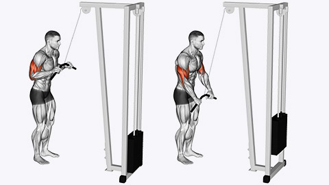 tricep cable pushdown